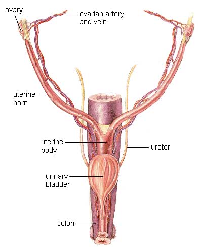 Female Incontinence Urinary System