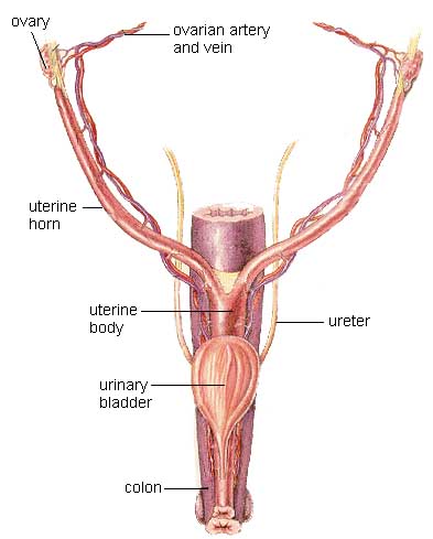 Female Incontinence Urinary System Female Incontinence Urinary System