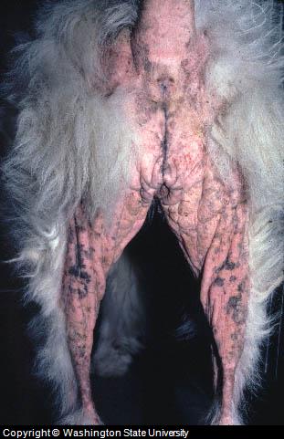 Canine Allergy Visible on Dog Rear Canine Allergy Visible on Dog Rear