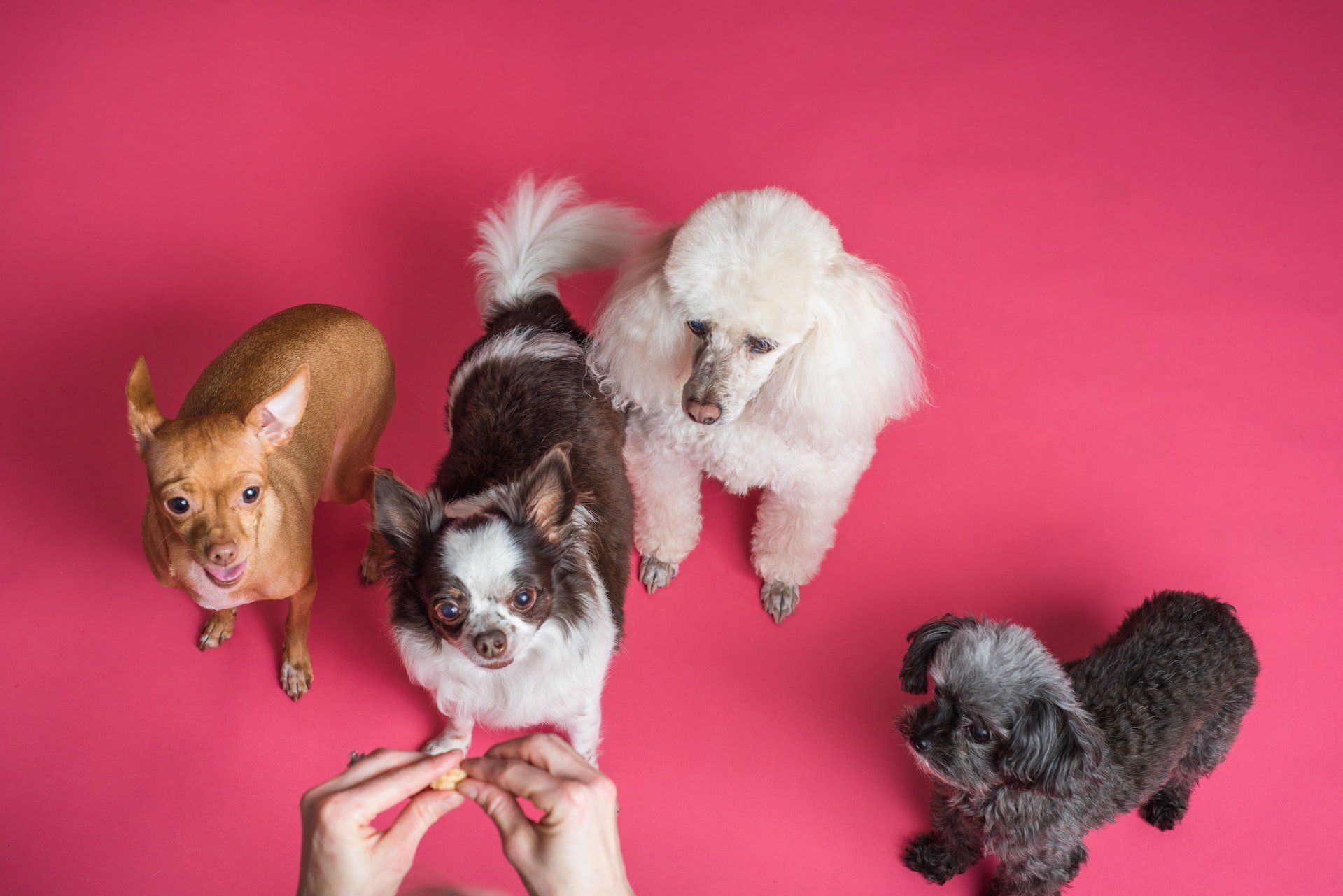 four dogs waiting for treat