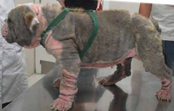 Generalized Red Mange in 9 Month Old Bulldog picture of generalized red mange