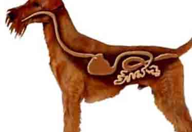 Giardia in Dogs - Parasite Attaches to Intestines Giardia in Dogs - Parasite Attaches to Intestines
