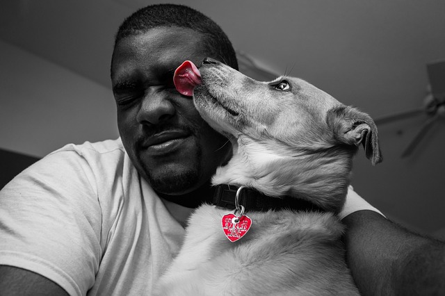 dog licking mans face dog licking mans face