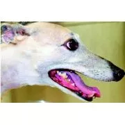 Canine Teeth Canine Teeth
