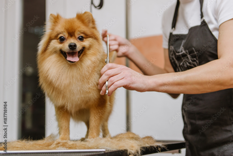 healthy dog healthy dog