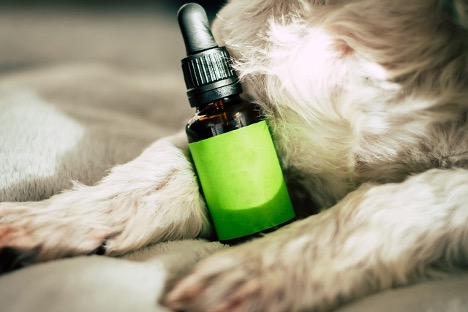 dog and hemp seed oil