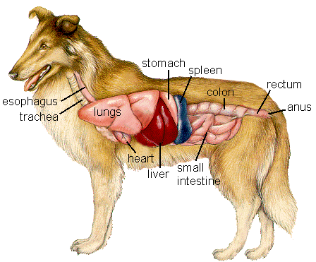 Canine Anatomy and Liver Tumors