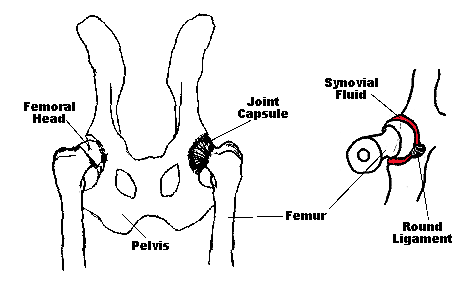 canine hip diagram