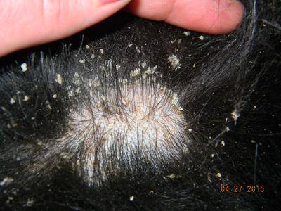 my dog has flaky skin and losing hair