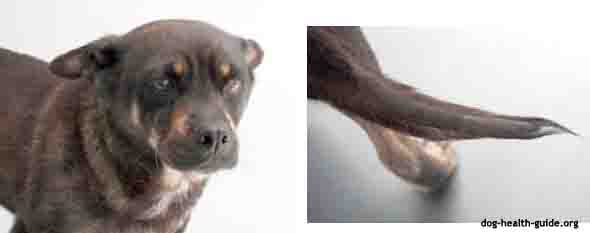 Hypothyroidism Canine Hypothyroidism Canine