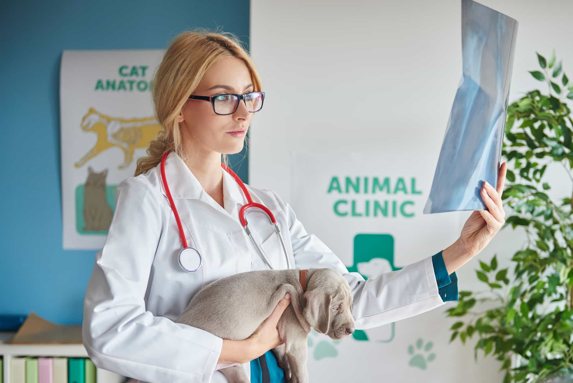 veterinarian holding puppy while examining xray