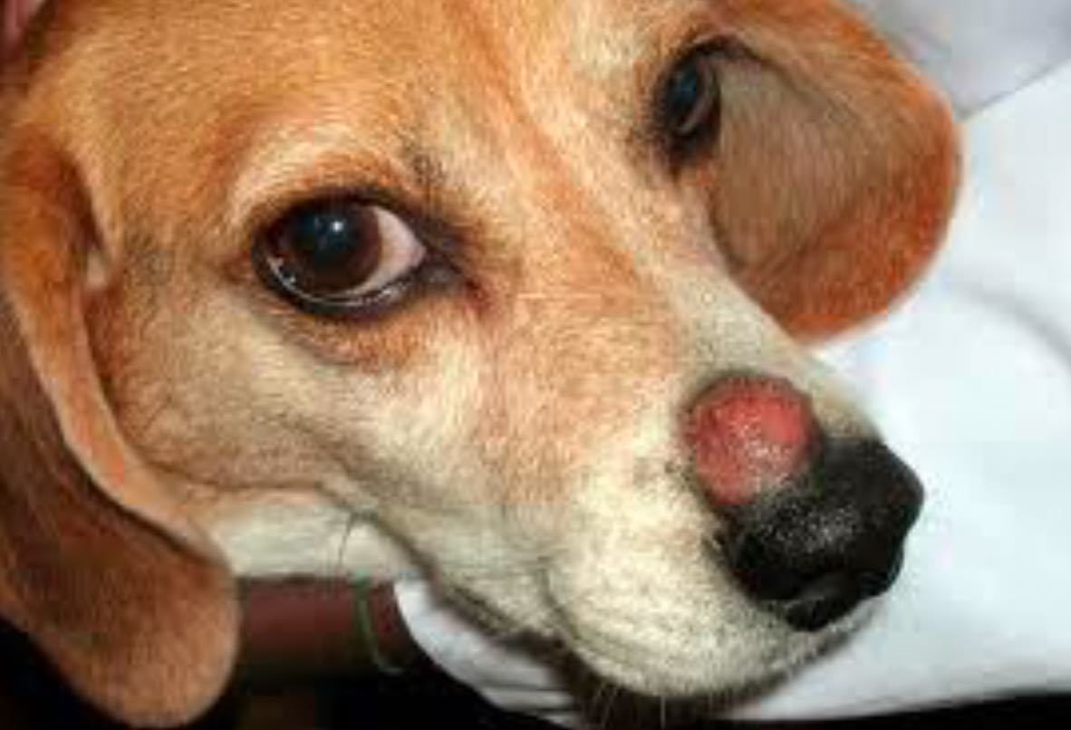 image of ringworm on dog nose