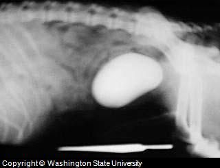 X-Ray showing bladder stone as cause of canine incontinence