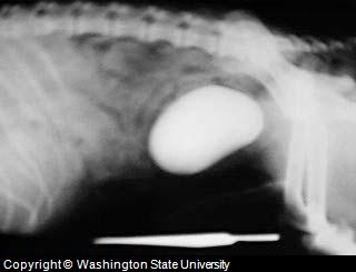 Incontinence in Dog X-Ray showing bladder stone as cause of canine incontinence