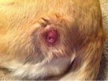 Lump on Dog Skin