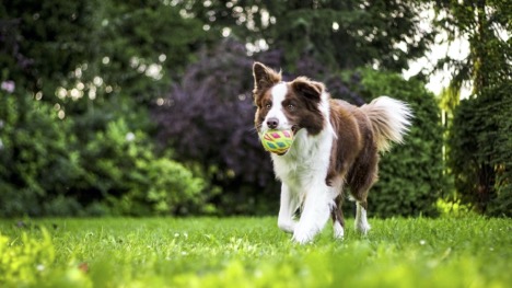 healthy dog with ball in mouth