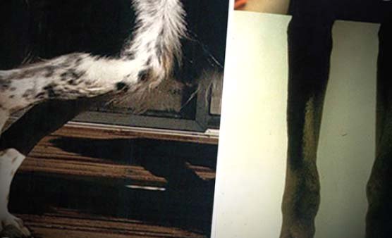 dog lyme disease pictures pictures of dogs with lyme disease