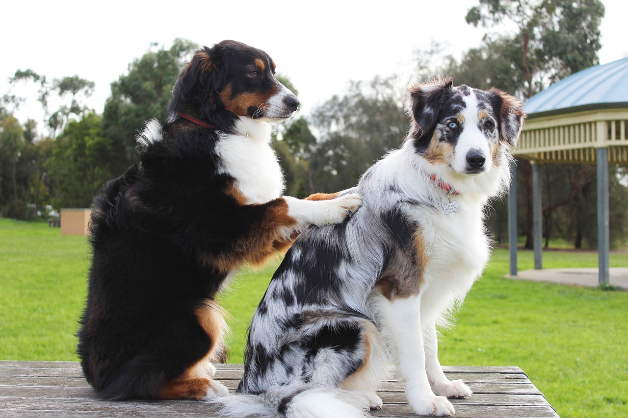 dog massaging another dog