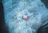 Dog Lumps on Skin Pictures of dog lump on skin mast cell tumor