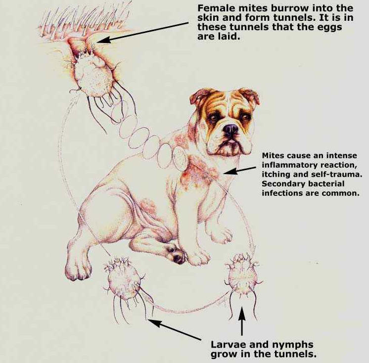 Diagram of Mange Mite Lifecycle