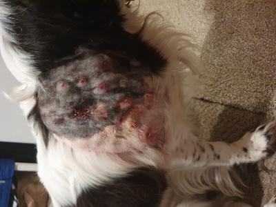 Dog Shoulder With Large Open Wound and Multiple Inflamed Tracts