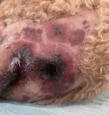 Dog Skin Infection