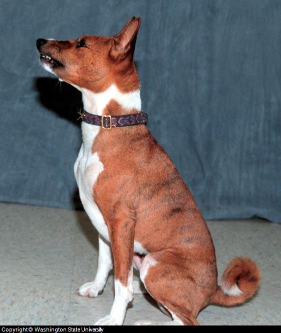 Non Barking Dog: Basenji