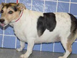 Overweight Dog - Symptoms Overweight Dog - Symptoms