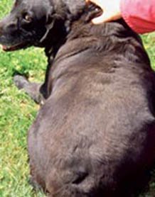 Overweight Dog Symptoms - Fat Over Spine