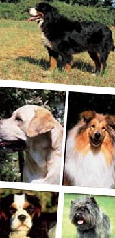 Overweight Dogs - Breeds at Higher Risk Overweight Dogs - Breeds at Higher Risk