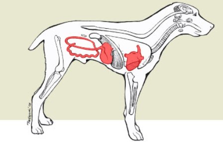 Diagram - Canine Parvovirus affects Multiple Systems