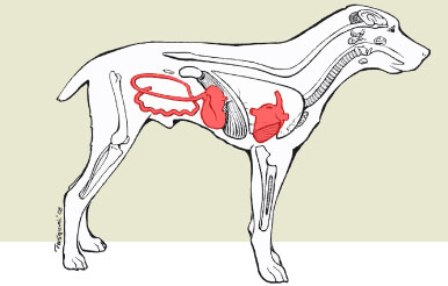 Diagram - Canine Parvovirus affects Multiple Systems Diagram - Canine Parvovirus affects Multiple Systems