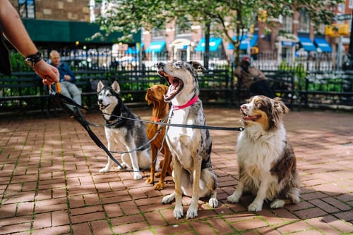 dog walker with four dogs on leash