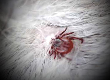 tick on dog picture tick on dog picture