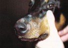 Canine Ringworm on Dog's Nose