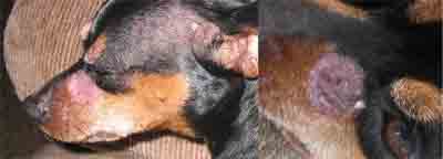 Pictures of Ringworm in Dog Nose - 2 examples Pictures of Ringworm in Dog Nose - 2 examples