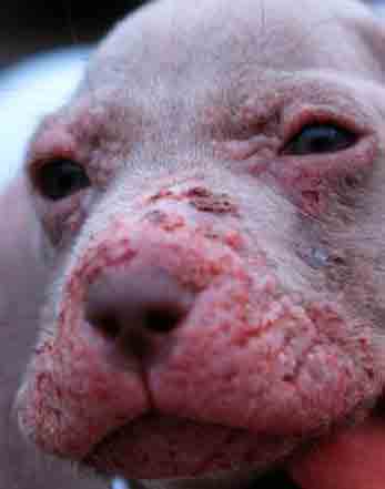 Dog Skin - Pyoderma Dog Skin - Pyoderma