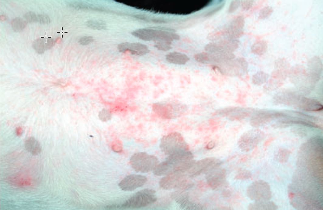 pyoderma dog belly pyoderma dog belly