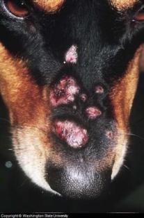 pyoderma dog treatment