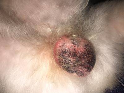 Dog balls red 2025