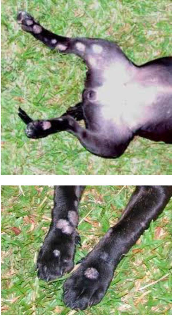 ringworm on dog leg, paw and belly ringworm on dog leg, paw and belly