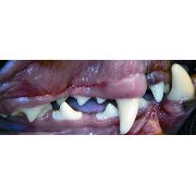 Short Muzzle Buccal canine teeth