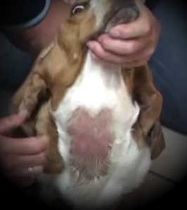 hot spot sores on dog back sores on dog back
