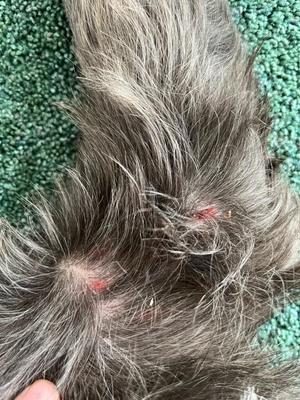 Dog Sores and Scabs Inside Front Legs to Chest