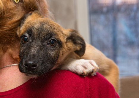 puppy on womans shoulder