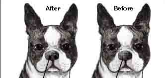Before and After Stenotic Nares
Surgery for Brachycephalic Dog Breeds