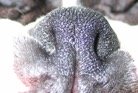 Dog with Stenotic Nares
(Narrow Nostrils)