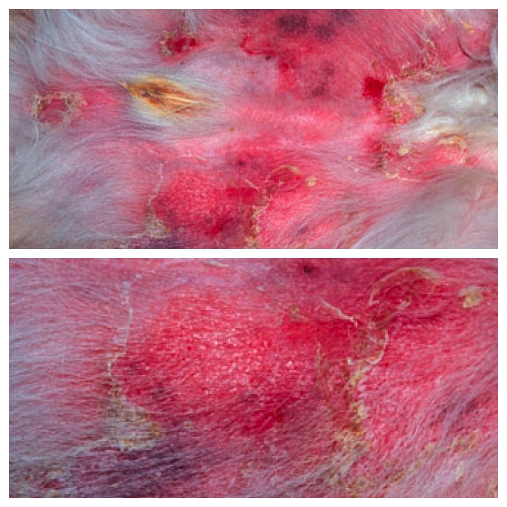 superficial dog pyoderma images superficial dog pyoderma images
