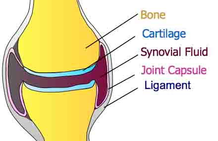 Synovial Joint Diagram Synovial Joint Diagram