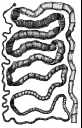 Canine Parasites: Tapeworm Canine Parasites: Tapeworm